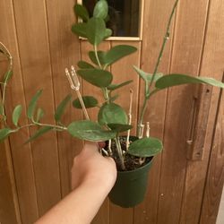 Verdant Sol - Plant