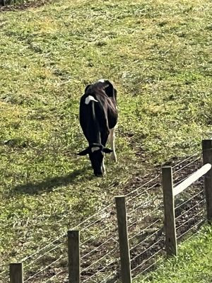 Zephaniah Farm Vineyard by null