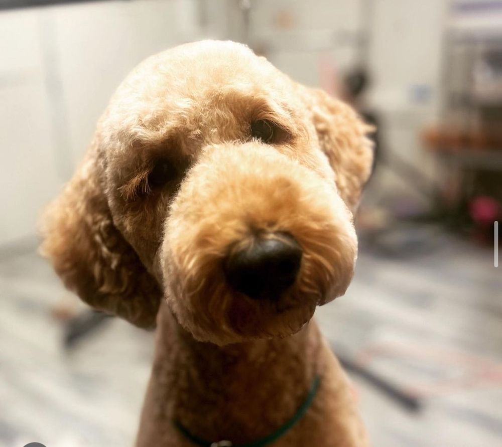 TAILORED PETS Updated September 2024 44 Photos Gilbert, Arizona