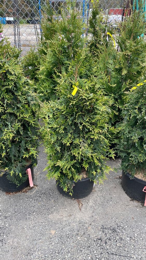 CATSKILL NATIVE NURSERY Updated September 2024 23 Photos & 11