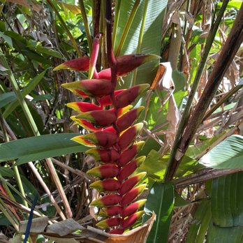 Toa Luau - Flower - Cultural Center Near Me - Haleiwa, Hawaii