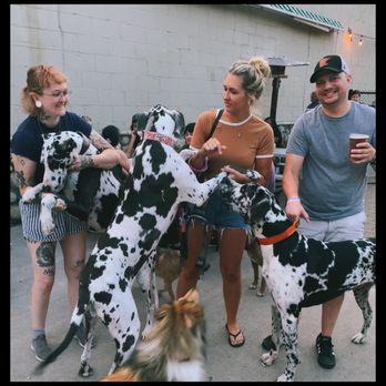 Unleashed Hounds and Hops - Bars Near Me - Minneapolis, Minnesota