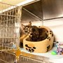 Photo of North West Nuclear Medicine For Animals