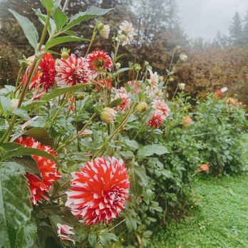 Jamie's Dahlias - Florists Near Me - Washougal, Washington