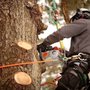 Neumann & Sons Tree Service
