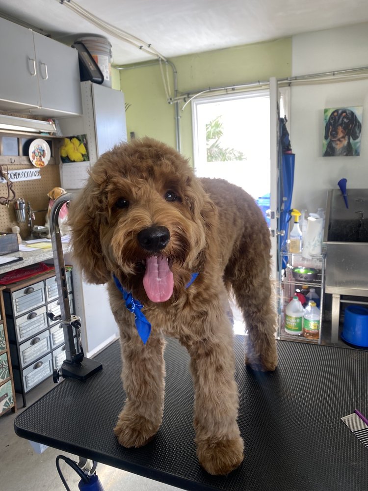 ALOHA DOG GROOMING Highland, California Pet Groomers Phone Number