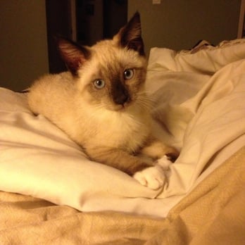 MeoowzResQ - My baby Blue - Animal Shelters Near Me MeoowzResQ - My baby Blue - Animal Shelters Near Me