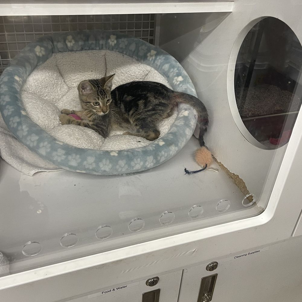 Petco - kitten...his name is Blake - Pet Stores Near Me - Ewa, Hawaii Petco - kitten...his name is Blake - Pet Stores Near Me - Ewa, Hawaii