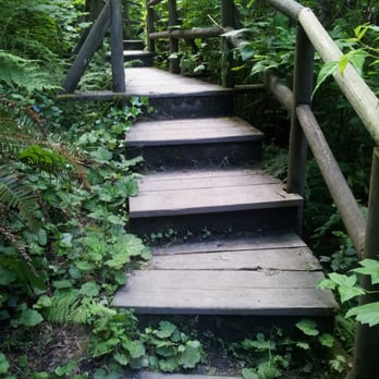 Garfield Nature Trail Park - Some areas of the trail have wooden steps. - Parks Near Me - Olympia, Washington