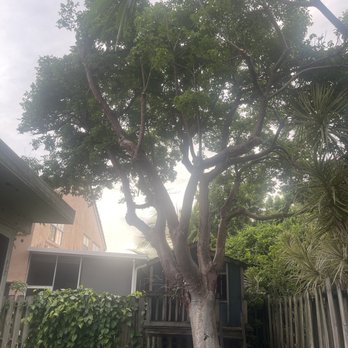 B W Tree Company - After - Tree Services Near Me - North Lauderdale, Florida B W Tree Company - After - Tree Services Near Me - North Lauderdale, Florida