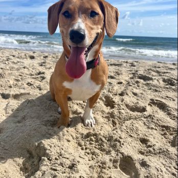 Mighty Dog Services - Pet Boarding Near Me - Portland, Tennessee Mighty Dog Services - Pet Boarding Near Me - Portland, Tennessee
