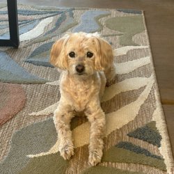 Barks of Love Animal Rescue - LucyLu