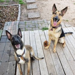 Texas Modern K9s - Sit stays