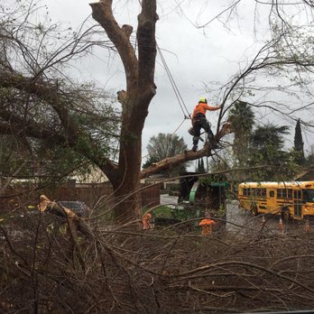 One Two Tree Care - Tree Services Near Me - Fremont, California One Two Tree Care - Tree Services Near Me - Fremont, California