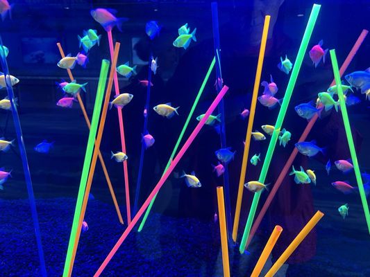 Clearwater Marine Aquarium by null