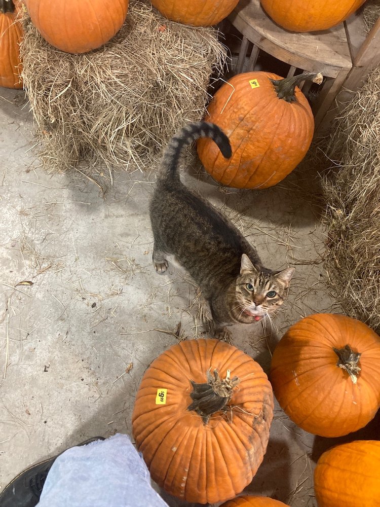 CLEGG’S NURSERY SIEGEN LANE Updated August 2024 58 Photos & 20