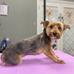 Posh Paws Pet Spa & Boutique