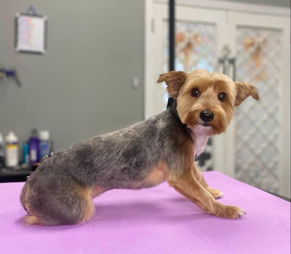 POSH PAWS PET SPA & BOUTIQUE Updated August 2024 2694 Merrick Rd