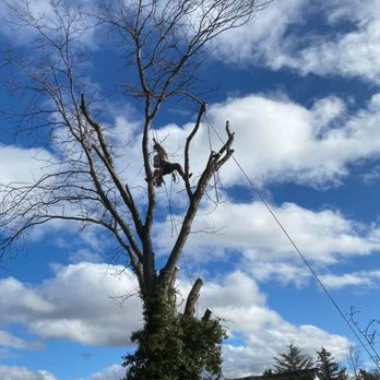 POMEROY TREE CARE - Tree Services Near Me POMEROY TREE CARE - Tree Services Near Me