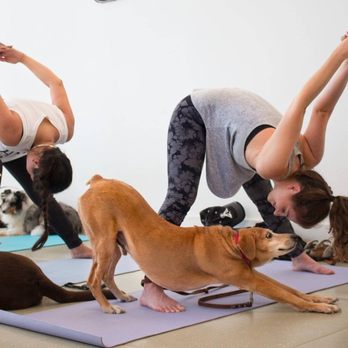 Park9 Pearson YYZ - DOGA - Pet Groomers Near Me - Toronto, Ontario