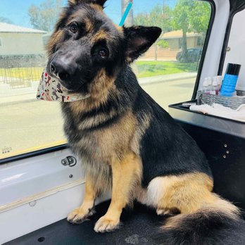 Aussie Pet Mobile Chino Hills - Head tilt for Aussie lol - Pet Groomers Near Me