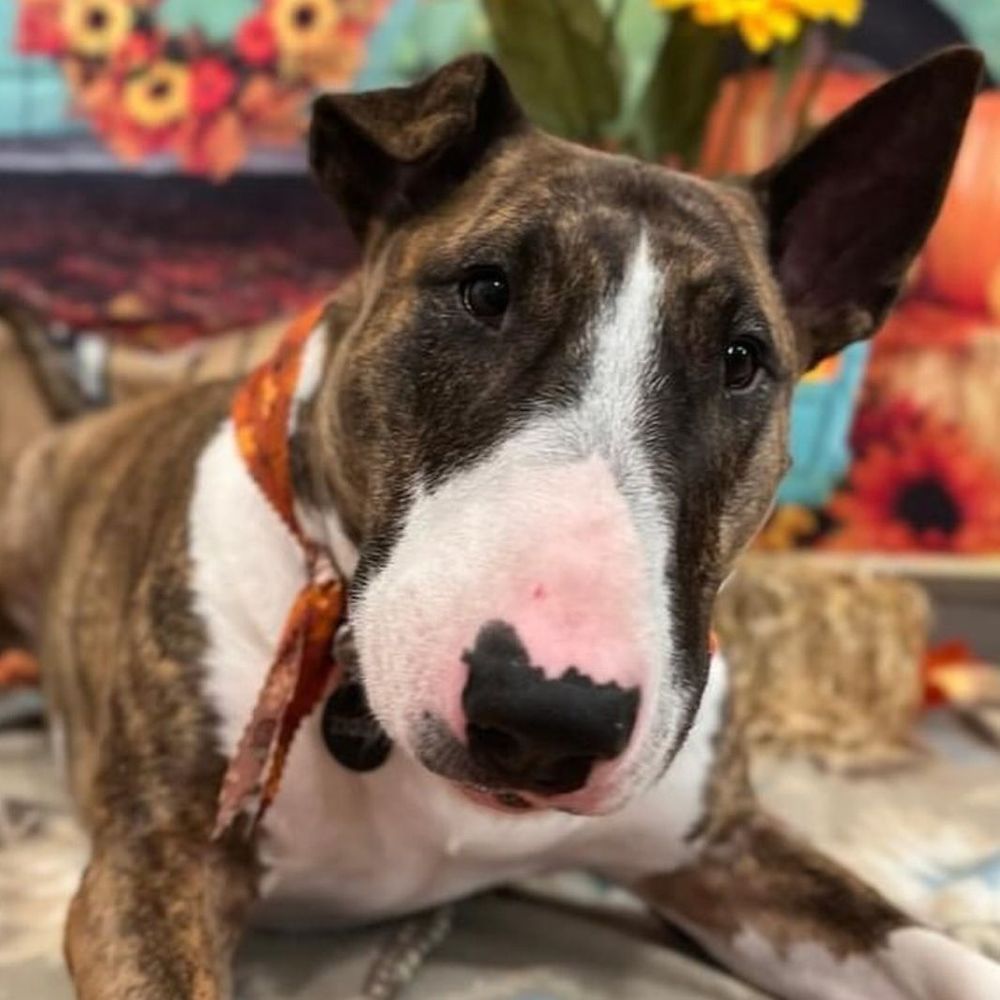 Pups & Pals Pet Lounge - South Park Location - pet boarding facility in Austin, TX