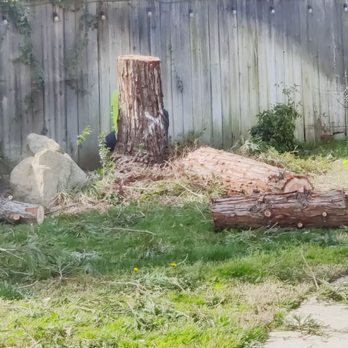 Travis Tree Service - Redwood tree removal - Tree Services Near Me - Fresno, California