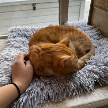 Brooklyn Cat Cafe - Ricky - Pet Adoption Near Me - Brooklyn, New York Brooklyn Cat Cafe - Ricky - Pet Adoption Near Me - Brooklyn, New York