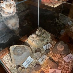 Treasures Of The Earth - Hedgy the Hedgehog looking in a fossil display case.