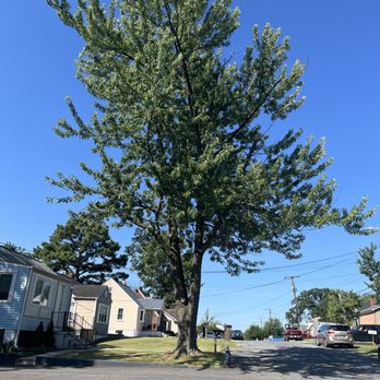 JMC Tree Service - Tree Services Near Me - Baltimore, Maryland JMC Tree Service - Tree Services Near Me - Baltimore, Maryland