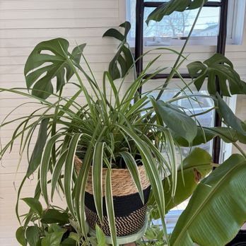 Posh Upscale - Sided plant and monstera not for sale but for inspo - Used, Vintage & Consignment Near Me - St. Joseph , Michigan