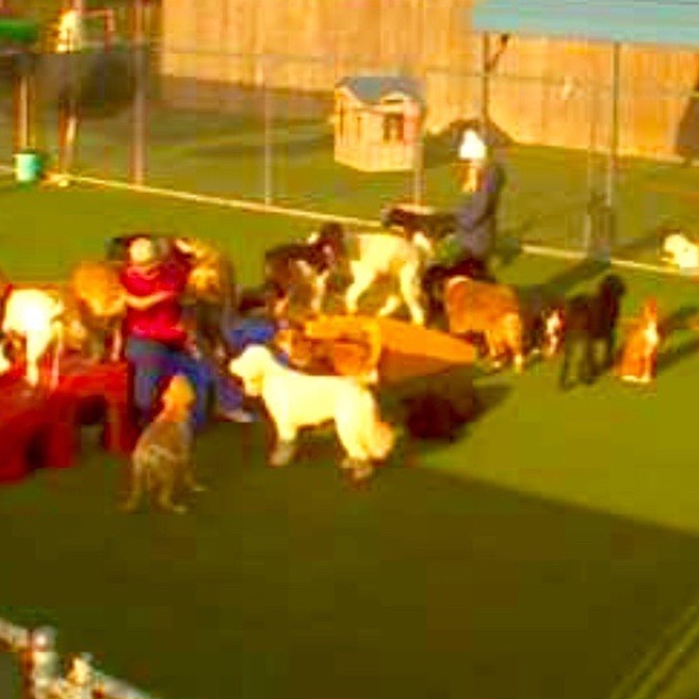 Pet Paradise Wilmington - Dog party! - Pet Training Near Me - Wilmington, North Carolina Pet Paradise Wilmington - Dog party! - Pet Training Near Me - Wilmington, North Carolina