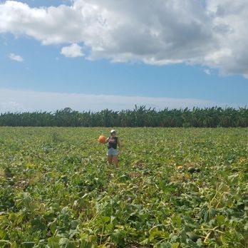 Aloun Farms - Farms Near Me - Kapolei, Hawaii