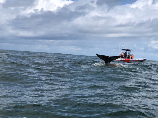 Whale's Tail Charters by null