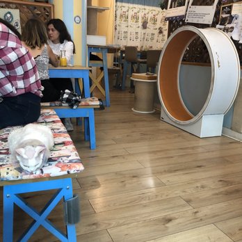 Chat Mallows Café - Seating area, cat , cat wheel, cat furniture - Themed Cafes Near Me - Paris, 75 Chat Mallows Café - Seating area, cat , cat wheel, cat furniture - Themed Cafes Near Me - Paris, 75