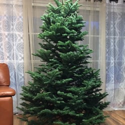 Hedlund Christmas Trees - Beautiful tree, even before being decorated.