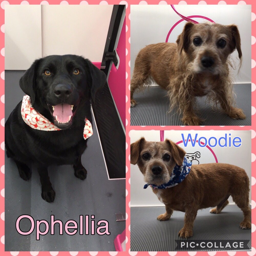 K9 DESIGN Updated September 2024 1719 N Rock Rd, Wichita, Kansas