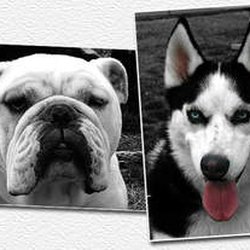 V.I.D Mobile Grooming Salon and Spa