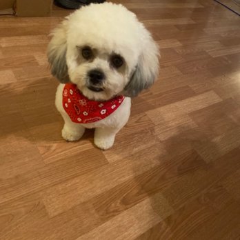 Bubbles Pet Spa - Munchie - Pet Groomers Near Me - Encino, California Bubbles Pet Spa - Munchie - Pet Groomers Near Me - Encino, California