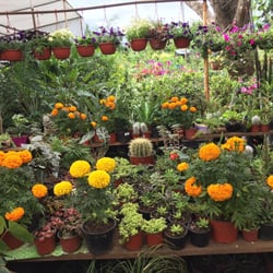 Nuevo Florecer de Zimatlán Vivero