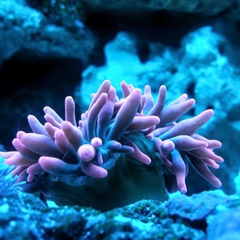 Fancy Tails Fish - Local Fish Stores Near Me - Sebring, Florida