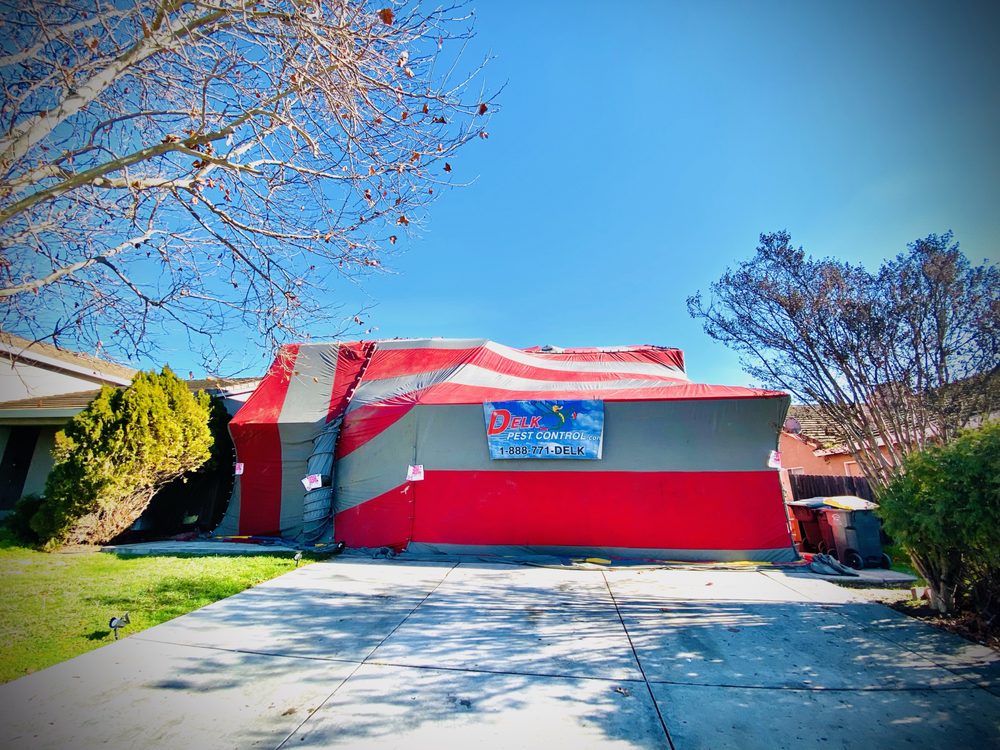 ACCURATE FUMIGATION 23 Photos Pest Control Elk Grove, CA Phone