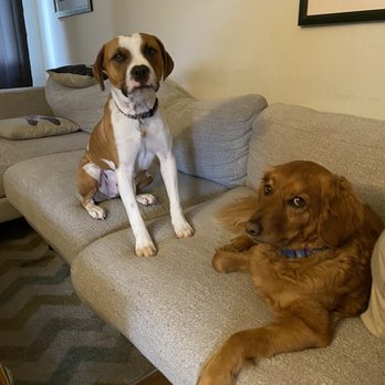 Devotion To Dogs - Wilbur and Murray - Pet Training Near Me - El Cajon, California