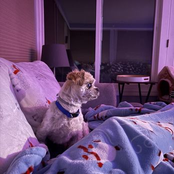 Petco - Third Shih Tzu.. old man 14 or 15  Morgan always does him asap so he does not have to wait and gets in and out - Pet Stores Near Me - Torrington, Connecticut