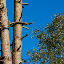 Bark Tree and Land