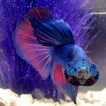 Petco - My beautiful fish - Pet Stores Near Me - Glendale, California Petco - My beautiful fish - Pet Stores Near Me - Glendale, California