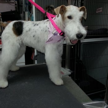 Canine Corner - Young wirehaired terrier pupin for her day at the salon. She's so beautiful! - Pet Groomers Near Me - Colorado Springs, Colorado Canine Corner - Young wirehaired terrier pupin for her day at the salon. She's so beautiful! - Pet Groomers Near Me - Colorado Springs, Colorado