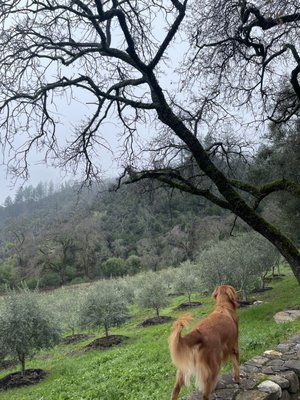 Mayacamas Downtown by null