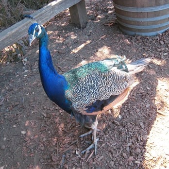 Picchetti Winery - peacock beggin for food - Wineries Near Me - Cupertino, California Picchetti Winery - peacock beggin for food - Wineries Near Me - Cupertino, California