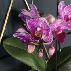 Revive Massage and Yoga Therapy